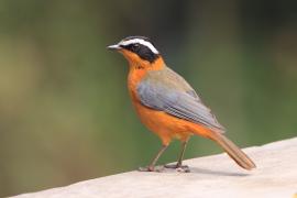 Złotokos białobrewy - Cossypha heuglini - White-browed Robin-Chat