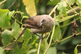 Tymal maskowy - Turdoides sharpei - Black-lored Babbler