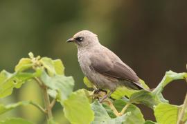 Tymal maskowy - Turdoides sharpei - Black-lored Babbler