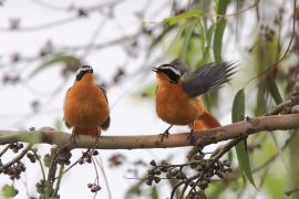 Złotokos białobrewy - Cossypha heuglini - White-browed Robin-Chat