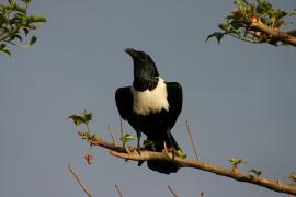 Kruk srokaty - Corvus albus - Pied Crow