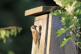 Mazurek - Passer montanus - Eurasian Tree Sparrowh