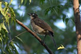 Bilbil ogrodowy - Pycnonotus barbatus - Common Bulbul