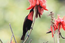 Nektarnik szkarłatny - Chalcomitra senegalensis - Scarlet-chested Sunbird
