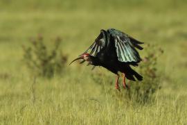 Ibis łysy - Geronticus calvus - Southern Bald Ibis