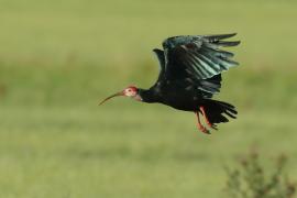 Ibis łysy - Geronticus calvus - Southern Bald Ibis