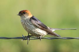 Jaskółka kreskowana - Cecropis cucullata - Greater Striped Swallow