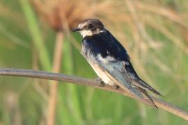 Jaskółka przylądkowa - Hirundo dimidiata - Pearl-breasted Swallow