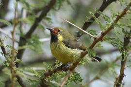 Nektarnik czarnoskrzydły - Cinnyris mariquensis - Marico Sunbird