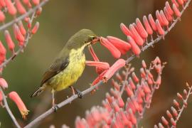 Nektarnik czarnoskrzydły - Cinnyris mariquensis - Marico Sunbird