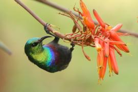 Nektarnik czarnoskrzydły - Cinnyris mariquensis - Marico Sunbird