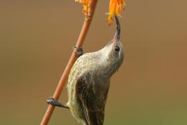 Nektarnik czarnoskrzydły - Cinnyris mariquensis - Marico Sunbird