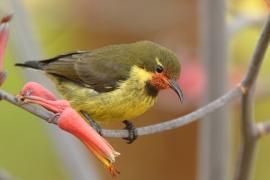 Nektarnik czarnoskrzydły - Cinnyris mariquensis - Marico Sunbird