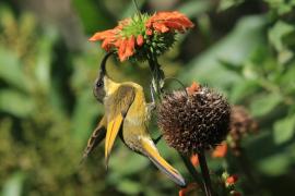 Nektarnik złocisty - Drepanorhynchus reichenowi - Golden-winged Sunbird