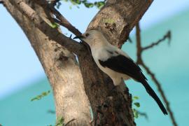 Tymal dwubarwny - Turdoides bicolor - Southern Pied Babble