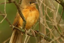 Dżunglotymal rdzawy - Argya rubiginosa - Rufous Chatterer