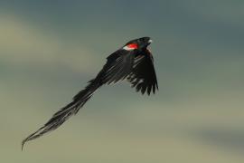 Wikłacz olbrzymi - Euplectes progne - Long-tailed Widowbird