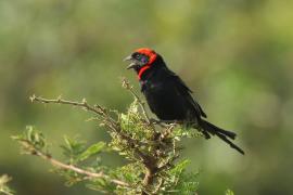Wikłacz półobrożny - Euplectes ardens - Red-collared Widowbird