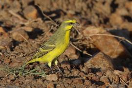 Afrokulczyk mozambijski - Crithagra mozambica - Yellow-fronted Canary