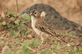Łuskogłowik rdzawoszyi - Sporopipes frontalis - Speckle-fronted Weaver