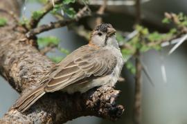 Łuskogłowik rdzawoszyi - Sporopipes frontalis - Speckle-fronted Weaver