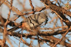 Pokrzewka złowroga - Curruca subcoerulea - Rufous-vented Warbler