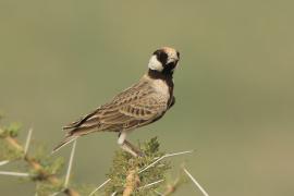 Pustynka płowa - Eremopterix leucopareia - Fischer's Sparrow Lark