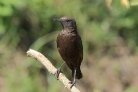 Smolarek brunatny - Myrmecocichla aethiops - Northern Anteater-Chat