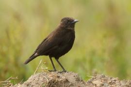 Smolarek brunatny - Myrmecocichla aethiops - Northern Anteater-Chat