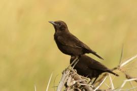 Smolarek brunatny - Myrmecocichla aethiops - Northern Anteater-Chat