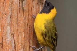 Wikłacz ciemnodzioby - Ploceus pelzelni - Slender-billed Weaver