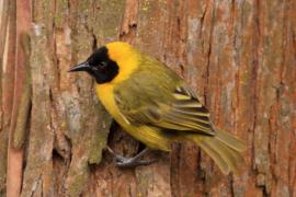 Wikłacz ciemnodzioby - Ploceus pelzelni - Slender-billed Weaver