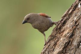 Wróbel papugodzioby - Passer gongonensis - Parrot-billed Sparrow
