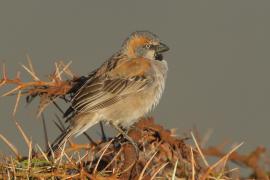 Wróbel rdzawobrewy - Passer rufocinctus - Kenya Rufous Sparrow