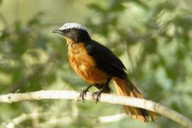 Złotokos duży - Cossypha albicapillus - White-crowned Robin Chat