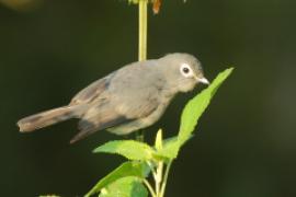 Mucharka białooka - Melaenornis fischeri - White-eyed Slaty Flycatcher