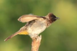 Bilbil okopcony - Pycnonotus tricolor - Dark-capped Bulbul