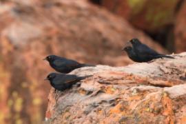 Czarnotek białoskrzydły - Onychognathus nabouroup - Pale-winged Starling