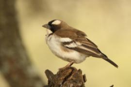 Dziergacz białobrewy - Plocepasser mahali - White-browed Sparrow-Weaver