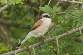 Dzierzba gąsiorek - Lanius collurio - Red-backed Shrike