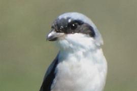 Dzierzba czarnoczelna - Lanius minor - Lesser Grey Shrike