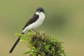 Dzierzba sawannowa - Lanius cabanisi - Long-tailed Fiscal