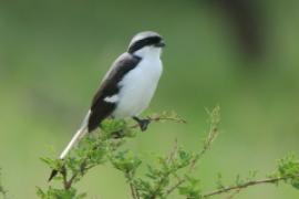 Dzierzba srokoszowata - Lanius excubitoroides - Grey-backed Fiscal