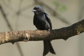 Dziwogon żałobny - Dicrurus adsimilis - Fork-tailed Drongo