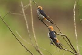 Jaskółka abisyńska - Cecropis abyssinica - Lesser Striped Swallow