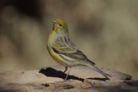 Kanarek - Serinus canaria - Atlantic Canary