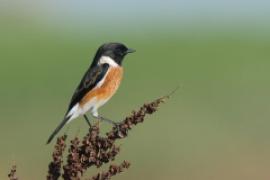 Kląskawka afrykańska - Saxicola torquatus - African Stonechat