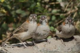 Łuskogłowik rdzawoszyi - Sporopipes frontalis - Speckle-fronted Weaver