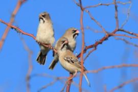 Łuskogłowik czarnobrody - Sporopipes squamifrons - Scaly-fronted Weaver