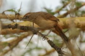 Młacznik - Melocichla mentalis - Moustached Grass Warbler